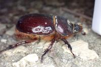 Oryctes nasicornis