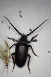 Prionus coriarius
