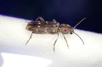 Xylotrechus stebbingi