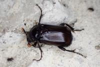 Nicrophorus humator
