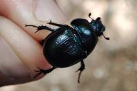 Anoplotrupes stercorosus