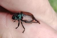 Phyllopertha horticola