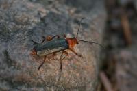Ancistronycha violacea