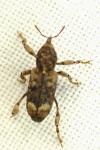Camptorhinus statua
