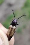 Ctenicera cuprea