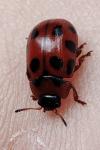 Gonioctena decemnotata