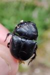 Trypocopris vernalis