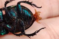 Trypocopris vernalis