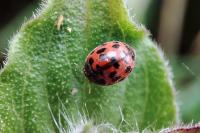 Subcoccinella vigintiquatuorpunctata