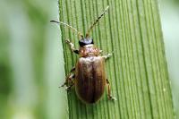 Lochmaea suturalis
