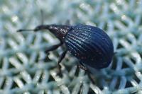 Holotrichapion pisi