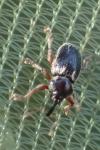 Pachytychius hordei