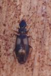 Calodromius spilotus