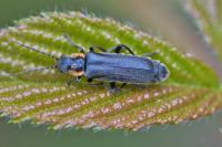 Cantharis obscura