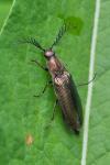 Ctenicera pectinicornis