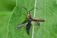 Ctenicera pectinicornis
