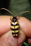 Leptura aurulenta