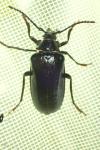Prionus coriarius