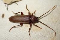 Arhopalus rusticus