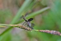 Ctenicera pectinicornis