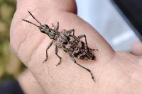 Rhagium inquisitor