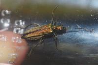Oedemera nobilis