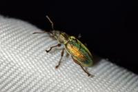 Polydrusus