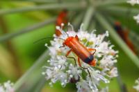 Rhagonycha fulva