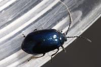 Agelastica alni
