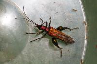 Oedemera nobilis
