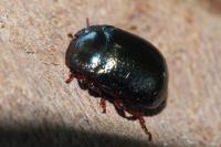 Chrysolina bankii