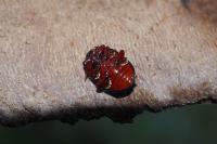 Chrysolina bankii