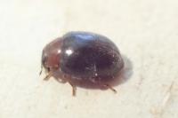 Scymnus fulvicollis