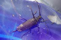 Aegosoma scabricorne