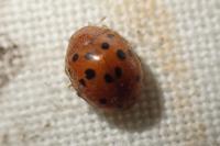 Subcoccinella vigintiquatuorpunctata