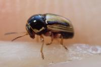 Cryptocephalus pygmaeus