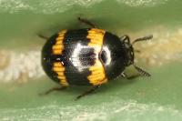 Diaperis boleti