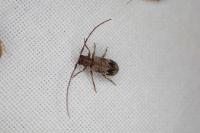 Exocentrus adspersus