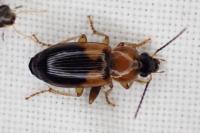 Stenolophus teutonus