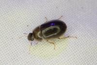 Helochares lividus