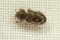 Heterocerus fenestratus