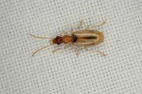 Demetrias atricapillus