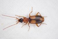 Zuphium olens
