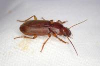 Scybalicus oblongiusculus