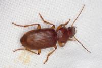 Scybalicus oblongiusculus