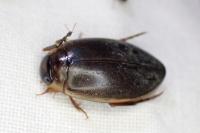 Rhantus suturalis