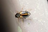 Acupalpus meridianus