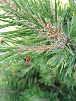 Harmonia axyridis