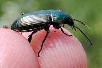 Poecilus versicolor