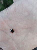 Harmonia axyridis